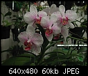Click image for larger version

Name:	Phal Dolly Haverkos 'Newberry'.jpg
Views:	513
Size:	60.5 KB
ID:	4733
