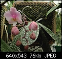 Click image for larger version

Name:	Phal Philishill (schilleriana X philippinense) F2.jpg
Views:	970
Size:	75.7 KB
ID:	4734
