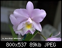 Click image for larger version

Name:	Lc. Ann Akagi 'Hihimanu'b.jpg
Views:	464
Size:	88.7 KB
ID:	4738