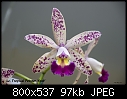 Click image for larger version

Name:	Lc. Tropical Pointer 'SpotW.jpg
Views:	449
Size:	96.7 KB
ID:	4740