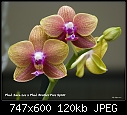 Click image for larger version

Name:	Phal Sara Lee x Brother Free SpiritW.jpg
Views:	433
Size:	120.3 KB
ID:	4741