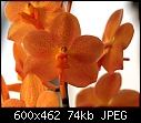 Ascda Su-Fun Beauty 'Orange Belle'-ascocenda-su-fun-beauty-orange-belle-amaos.jpg