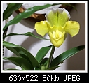 Click image for larger version

Name:	Paph Ansum 1284a-00527.JPG
Views:	652
Size:	80.4 KB
ID:	4749