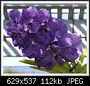 Click image for larger version

Name:	V Sansai Blue 1595DSC00535.JPG
Views:	492
Size:	112.1 KB
ID:	4752