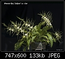 Click image for larger version

Name:	Brassia Rex 07.jpg
Views:	1527
Size:	132.8 KB
ID:	4785