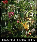 Click image for larger version

Name:	Orchid Group 2.jpg
Views:	454
Size:	172.3 KB
ID:	4825