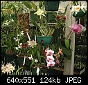 Click image for larger version

Name:	Orchid Group.jpg
Views:	75
Size:	124.5 KB
ID:	4826