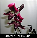 Click image for larger version

Name:	Paph Black Cherry Flr.jpg
Views:	670
Size:	57.5 KB
ID:	4827