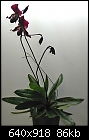 Click image for larger version

Name:	Paph Black Cherry.jpg
Views:	120
Size:	86.4 KB
ID:	4828