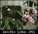 Click image for larger version

Name:	Phal Be Tris.jpg
Views:	429
Size:	128.7 KB
ID:	4829