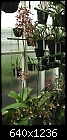 Click image for larger version

Name:	Phaius tank & others.jpg
Views:	473
Size:	246.5 KB
ID:	4830