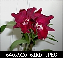 Click image for larger version

Name:	Slc  Ann Komine Breathless.jpg
Views:	5444
Size:	61.3 KB
ID:	4832