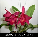 Click image for larger version

Name:	Slc  Jewel Box Scherezade.jpg
Views:	813
Size:	77.5 KB
ID:	4833
