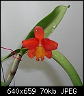 Click image for larger version

Name:	Slc Roblar Orange Charm.jpg
Views:	461
Size:	70.3 KB
ID:	4834