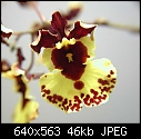 Tol Robsan 'Orchid World' x Rdcdm Rose Ganaucheau 'Hackneau'-tol-robsan-orchid-world-x-rdcdm-rose-ganaucheau-hackneau-closeup.jpg