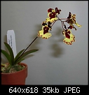 Tol Robsan 'Orchid World' x Rdcdm Rose Ganaucheau 'Hackneau'-tol-robsan-orchid-world-x-rdcdm-rose-ganaucheau-hackneau.jpg