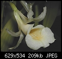 Trichopilia rostrata x 2-rostrata3-4.jpg