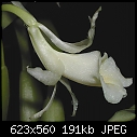 Trichopilia rostrata x 2-rostrataside2.jpg
