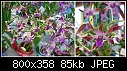 Click image for larger version

Name:	D Genting Fragrance.jpg
Views:	1106
Size:	84.9 KB
ID:	4899
