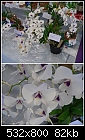 QOS Show - a very interesting Dendrobium bigibbum var compactum-d-bigibbum-compactum.jpg