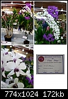 QOS Show - a magnificent Dendrobium affine-d-affine.jpg