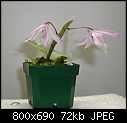 Click image for larger version

Name:	Den aphyllum 'Jan Orenstein'.jpg
Views:	992
Size:	71.6 KB
ID:	5057