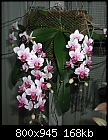 Click image for larger version

Name:	Phal Be Tris.jpg
Views:	1166
Size:	167.5 KB
ID:	5062
