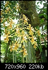 Paraphalaenopsis Eileen-paraphalaenopsis-labukensis-kota-kinabalu-orchids-de-villa.jpg