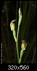 Click image for larger version

Name:	Pterostylis_parviflora_BalukWillam070421-1319.jpg
Views:	434
Size:	19.4 KB
ID:	5116
