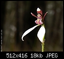 Click image for larger version

Name:	Eriochilus_cucullatus_BalukWillam070421-1330.jpg
Views:	406
Size:	18.2 KB
ID:	5118