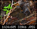 Borneo: Anoectochilus albolineatus - jewel orchid-anoectochilus-albolineatus-2.jpg