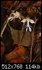 Borneo: Anoectochilus albolineatus - jewel orchid flowers-anoectochilus-albolineatus.jpg