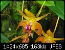 Borneo: Bulbophyllum claptonense - brilliant orange-bulbophyllum-claptonense.jpg