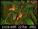 Borneo: Bulbophyllum membranifolium - Large flowered orange species-bulbophyllum-membranifolium-2.jpg
