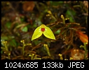 Borneo: Bulbophyllum ovalifolium - single flower - cute cute!-bulbophyllum-ovalifolium.jpg