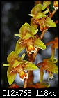 Borneo: Chelonistele lurida - Brilliant yellow/orange patterns-chelonistele-lurida.jpg