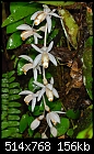 Borneo: Coelogyne swaniana - white necklace orchid-coelogyne-swaniana.jpg