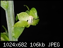 Borneo: Habenaria lobbii - striking green terrestrial-habenaria-lobbii.jpg