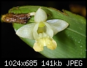 Borneo: Flickingeria xantholeuca - Interesting creamy yellow-flickingeria-xantholeuca.jpg