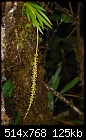 Borneo: Hippeophyllum species - interesting growth habit-hippeophyllum-species.jpg