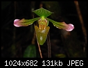 Click image for larger version

Name:	Paphiopedilum javanicum var virens 3.jpg
Views:	513
Size:	131.2 KB
ID:	5192