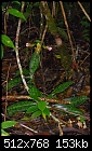 Borneo: Paphiopedilum javanicum var. virens - Habit shot-paphiopedilum-javanicum-var-virens.jpg