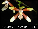 -phalaenopsis-fuscata.jpg