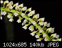 Borneo: Phreatia species - flower closeup-phreatia-species.jpg