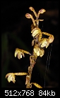 Borneo: Unknown 'Saprophyte' from Kinabalu-unknown-saprophyte.jpg