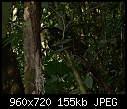 Borneo - nasties in the jungle 1-snake-2007-03-13-gunung-mulu-national-park.jpg