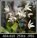 Click image for larger version

Name:	Den kingianum alba 953-00714.jpg
Views:	687
Size:	253.2 KB
ID:	5253