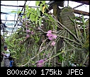 Dendrobium bracteosum Pink  X 3-dendrobium-bracteosum-pink-1.jpg