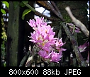 Dendrobium bracteosum Pink  X 3-dendrobium-bracteosum-pink-2.jpg