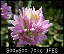 Dendrobium bracteosum Pink  X 3-dendrobium-bracteosum-pink-3.jpg